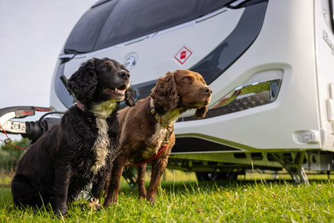 Travelling in your motorhome or caravan with your dog and other pets